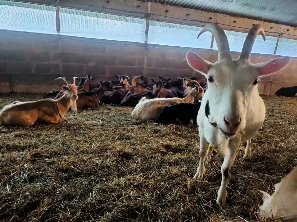 Producteur locaux près de Fréhel 