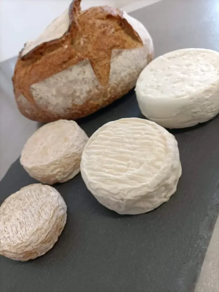 Fromage de chèvre près de Fréhel 